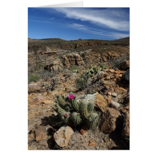 Cactus Flowering (Front)