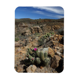 Cactus Flowering Magnet