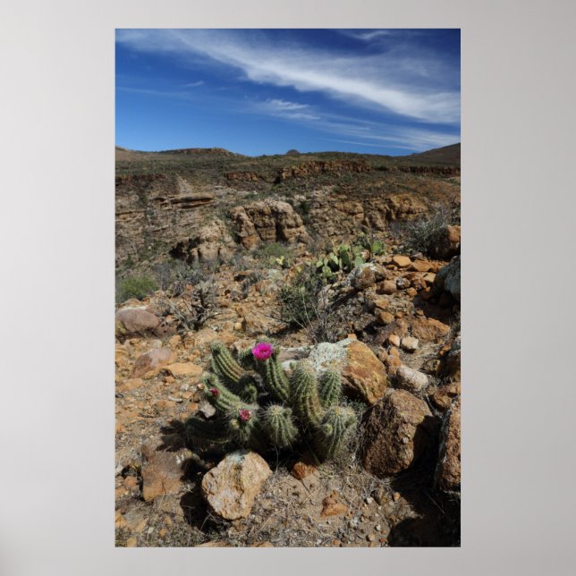 Cactus Flowering Poster (Front)