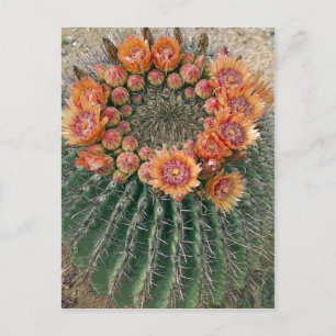 Cactus Flowers 002d Postcard