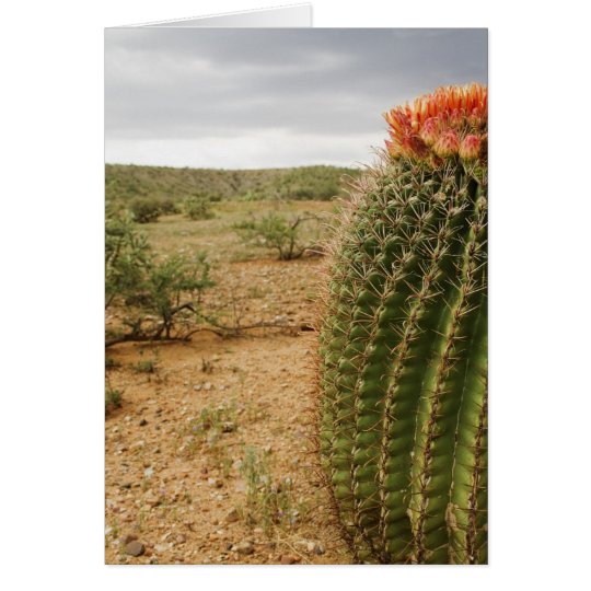 Cactus Flowers 007 Card