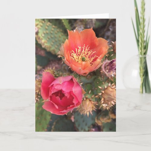 Cactus Flowers  Blooming Desert Card