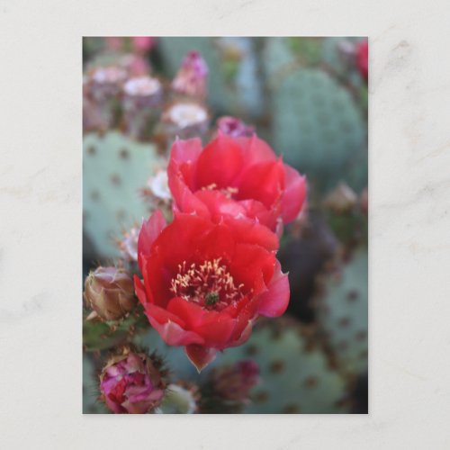 Cactus Flowers Deep Pink Blooms Postcard