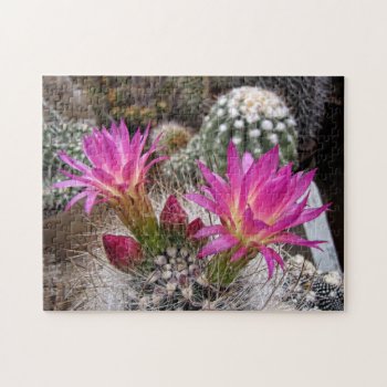 Cactus Flowers Jigsaw Puzzle by hawkysmom at Zazzle