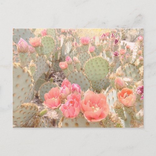 Cactus Flowers Pink Blooms Sunset Postcard