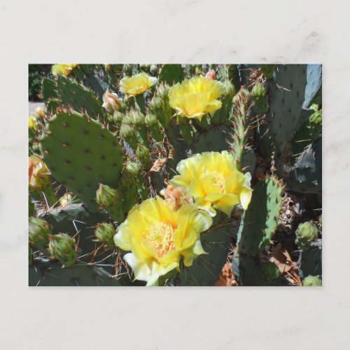 Cactus Flowers Postcard