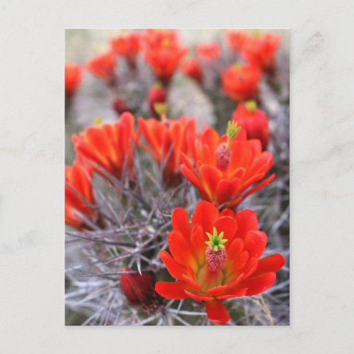 Cactus Flowers Red Blooms Claret Cups Postcard