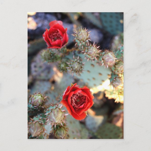 Cactus Flowers Red Blooms Postcard (Front)