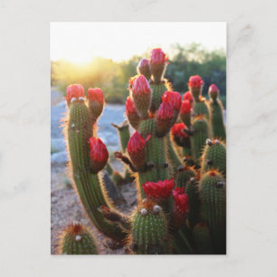 Cactus Flowers Red Blooms Sunset Postcard