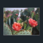 Cactus Flowers Red Pink Blooms Postcard<br><div class="desc">Hi there! Hope you like this photo I captured on my travels. Feel free to add your own text! Check my shop for more.</div>
