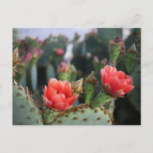 Cactus Flowers Red Pink Blooms Postcard