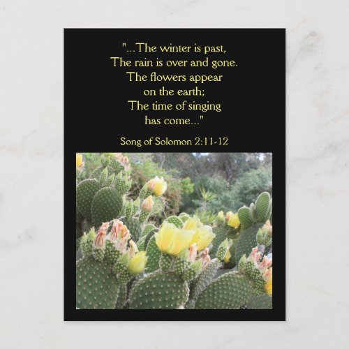 Cactus Flowers Song of Solomon Postcard