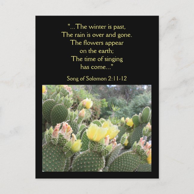 Cactus Flowers Song of Solomon Postcard (Front)