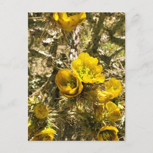 Cactus Flowers Yellow Cholla Blooms Postcard