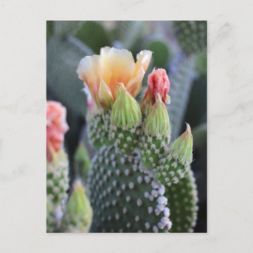 Cactus Flowers Yellow Pink Blooms Postcard