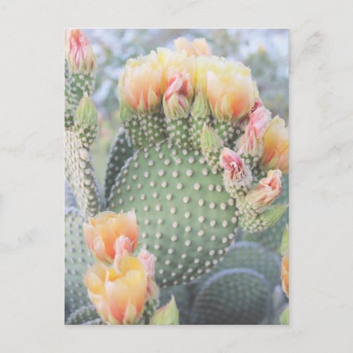 Cactus Flowers Yellow Pink Blooms Postcard