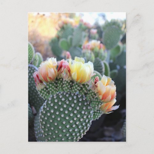 Cactus Flowers Yellow Pink Orange Blooms Postcard