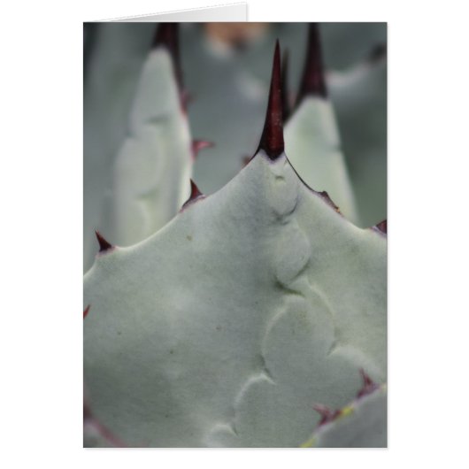 Cactus from the yard cards (Front)