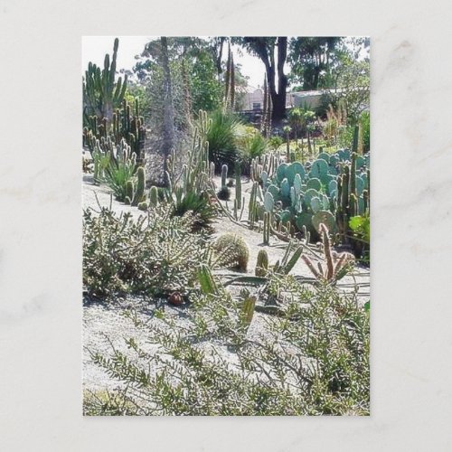 Cactus Garden At Balboa Park Postcard