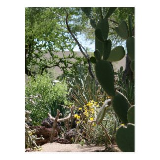 Cactus Garden at Grand Canyon Postcard