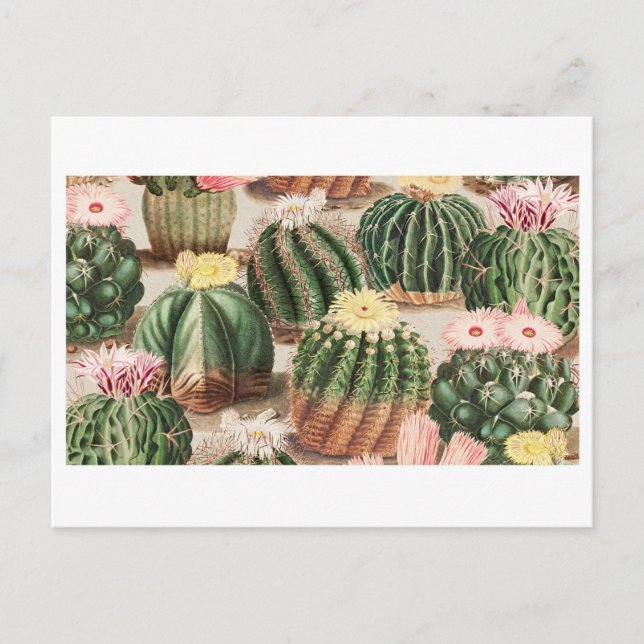 Cactus Garden Postcard (Front)