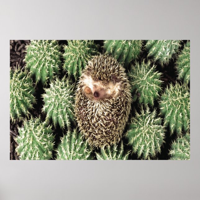Cactus Garden Poster (Front)