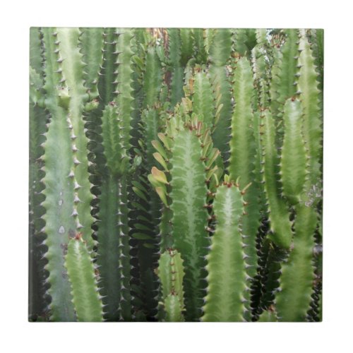 Cactus Garden Tile