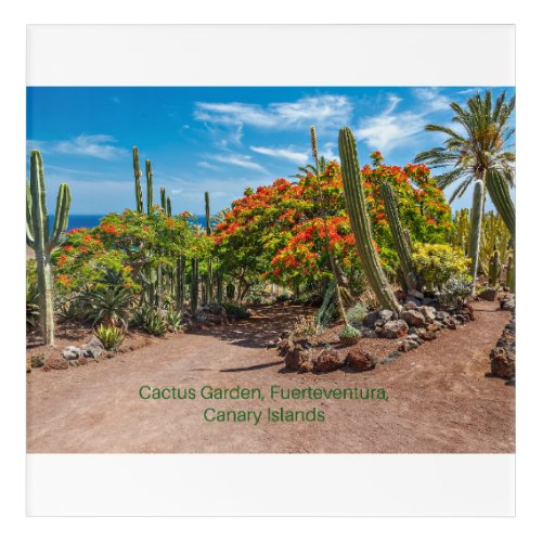 Cactus Garen Fuerteventura Canary Islands Acrylic Print
