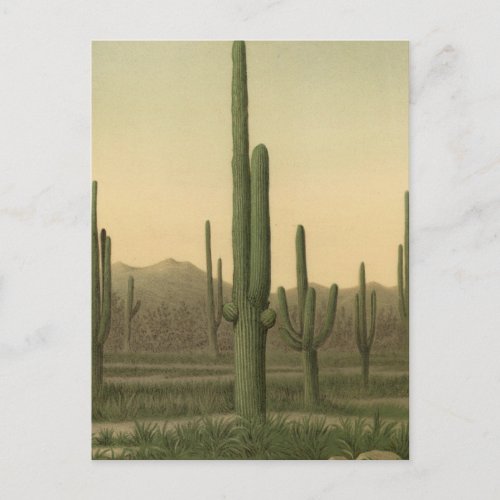 Cactus grove Arizona Postcard