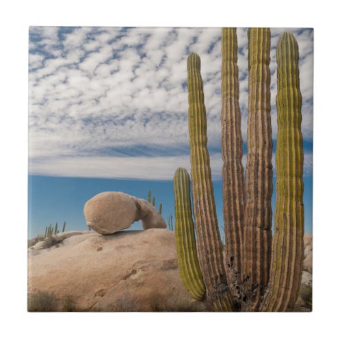 Cactus In Desert Scenic Ceramic Tile