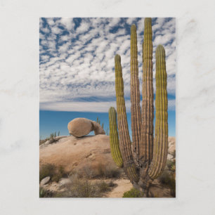Cactus In Desert Scenic Postcard
