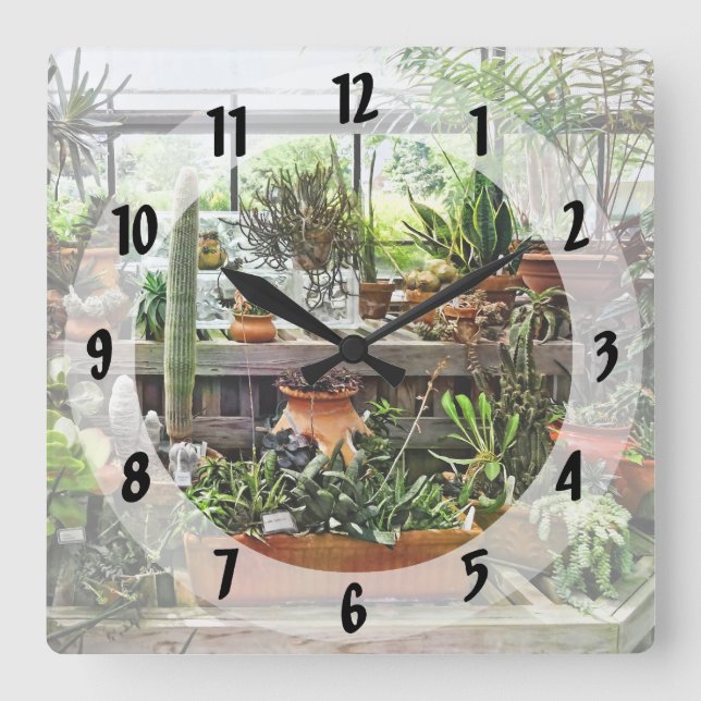 Cactus in Greenhouse Square Wall Clock (Front)