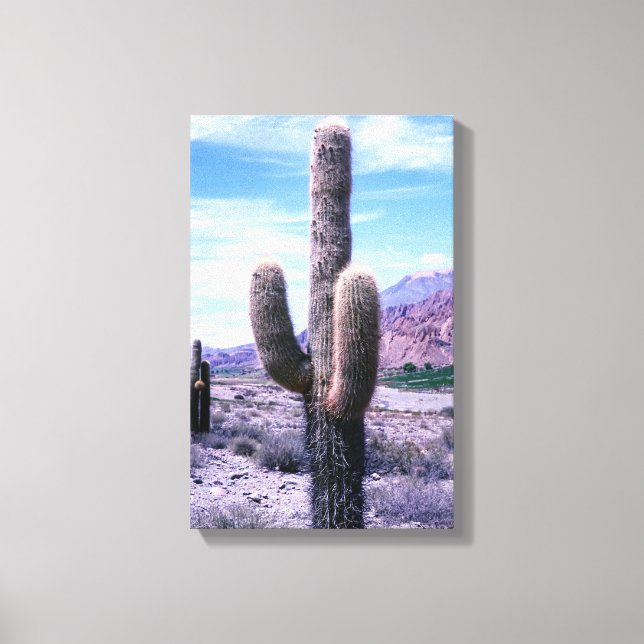 Cactus in Jujuy Province - Northern Argentina Canvas Print (Front)