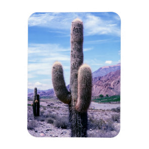 Cactus in Jujuy Province - Northern Argentina Magnet
