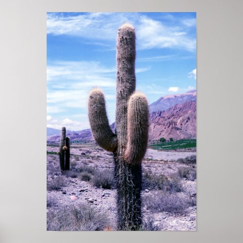 Cactus in Jujuy Province _ Northern Argentina Poster