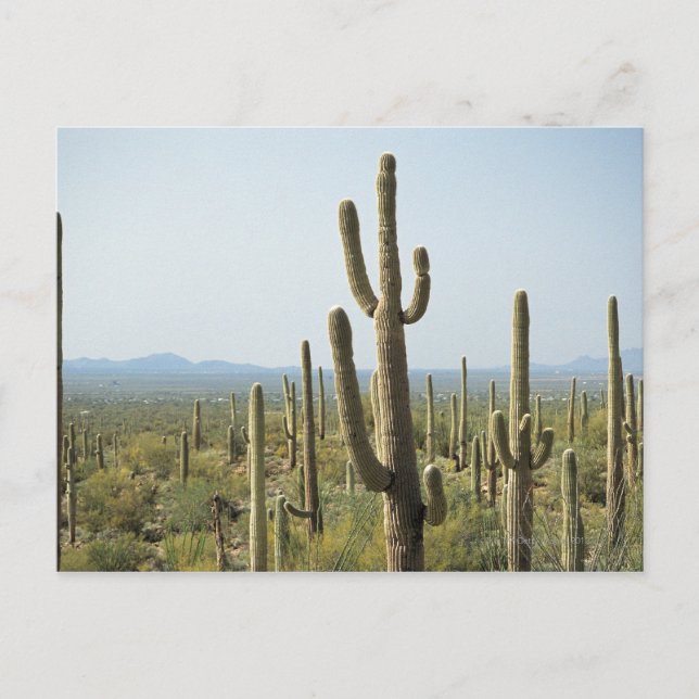 Cactus in Saguaro National Park , Arizona 2 Postcard (Front)