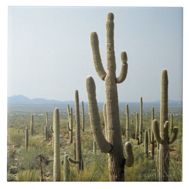 Cactus in Saguaro National Park , Arizona 2 Tile (Front)