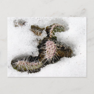 Cactus in Snow Postcard