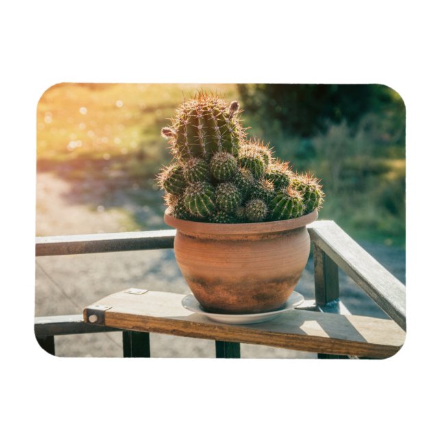 Cactus in sunlight magnet (Horizontal)