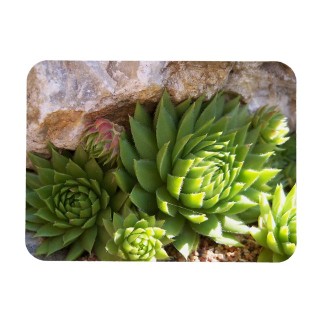 Cactus Magnet (Horizontal)