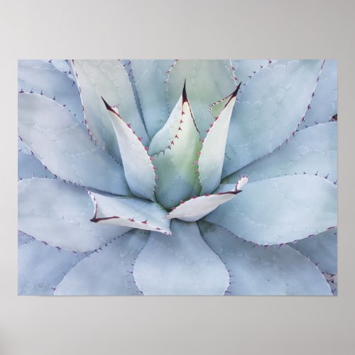 Cactus Mammilaria Geminispina Poster