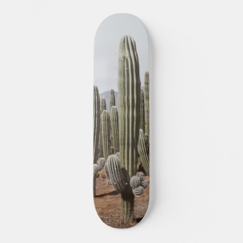 Cactus Oasis 1 wall decor art  Skateboard