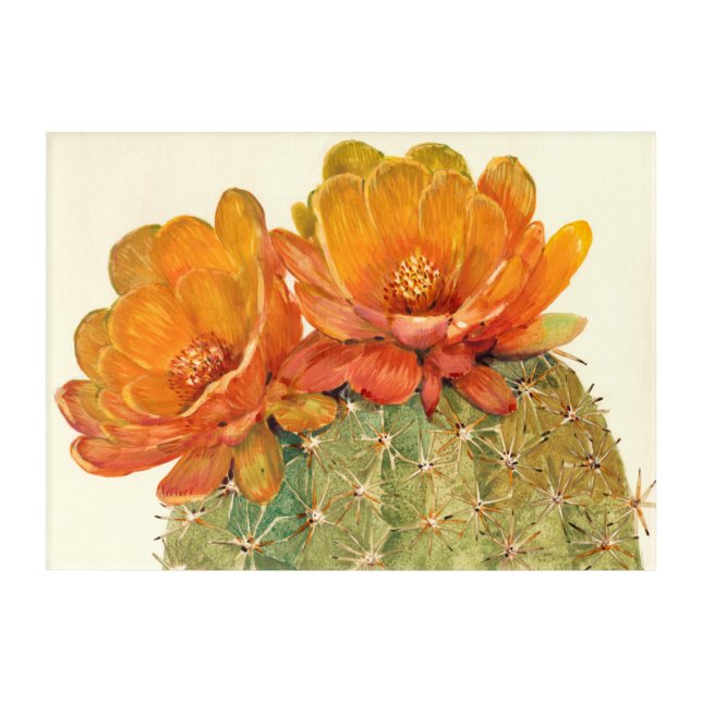 Cactus Orange Blossoms Acrylic Print (Front)
