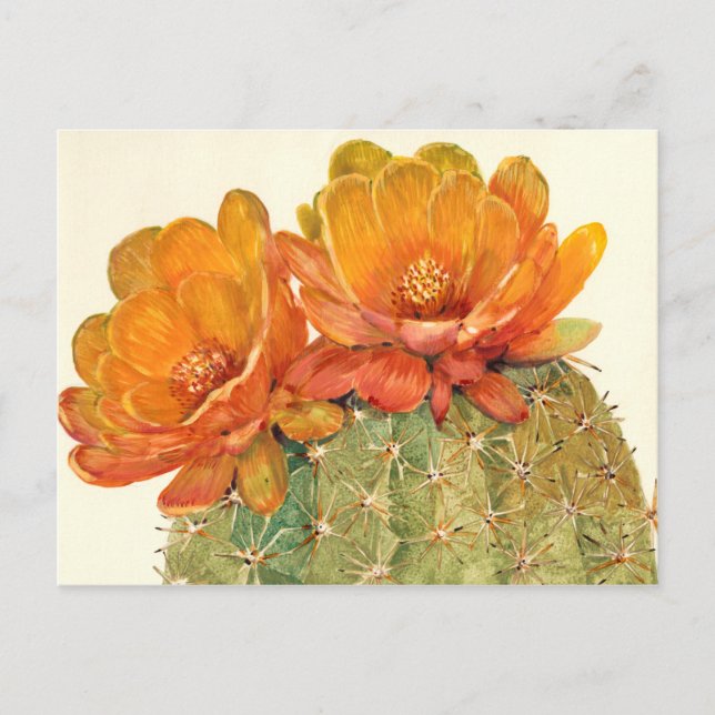 Cactus Orange Blossoms Postcard (Front)