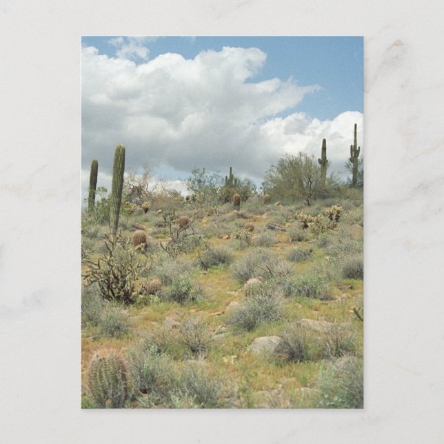Cactus Pastoral Sweep Desert Photo Postcards (Front)