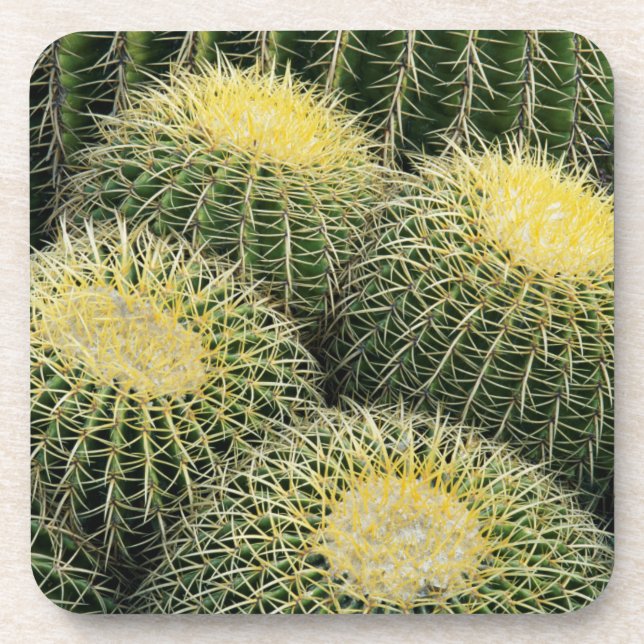 Cactus Pattern Beverage Coaster (Front)