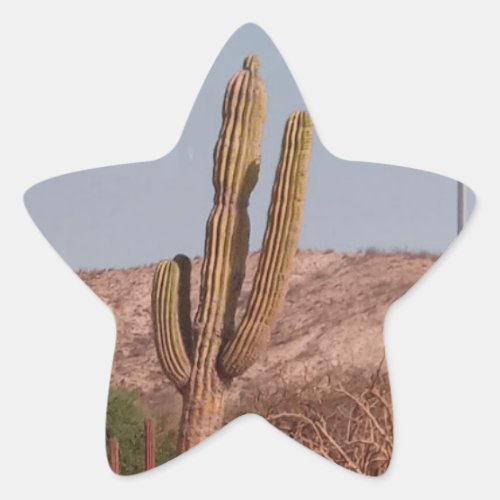 Cactus Photograph Sticker
