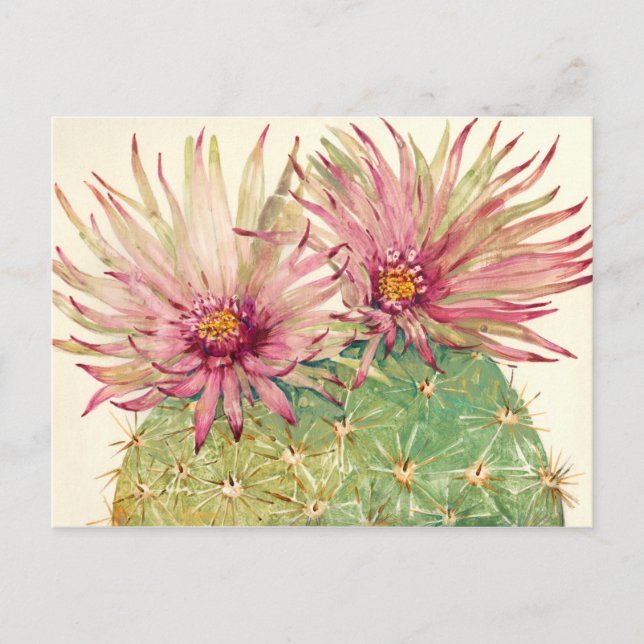 Cactus Pink Blossoms Postcard (Front)