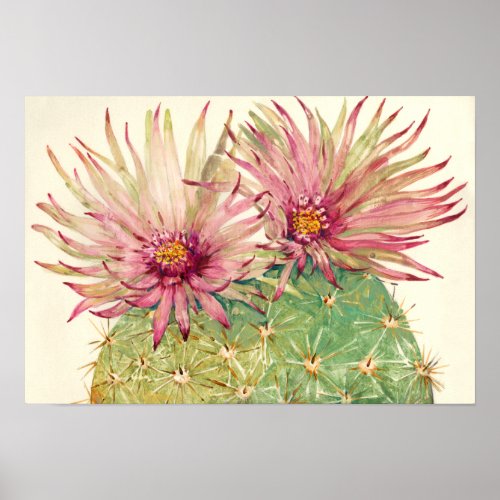 Cactus Pink Blossoms Poster