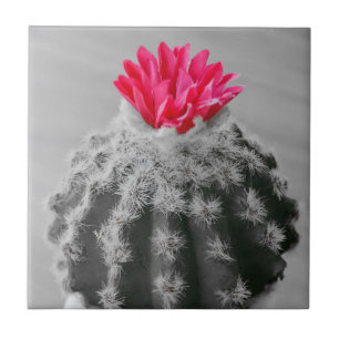 Cactus Plant Black White Photo With Pink Flower Ceramic Tile
